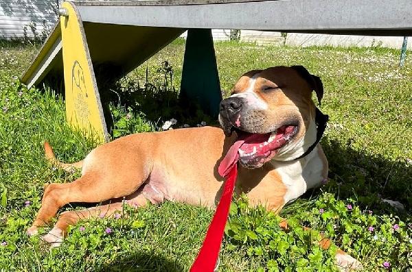 PABLO PIT CERCA CASA Foto 6